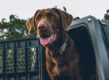 How to Safely Setup the Outdoor Space for Your Outdoor Pet