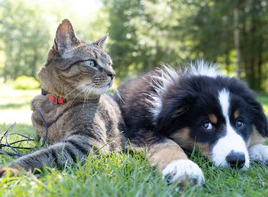 Phiskertown bowls featured as one of The Best Pet Products For Your Dog Or Cat